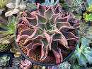 Echeveria 'Madiba' 4"-5" Succulent Plant