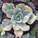 Echeveria 'Japan Moon River' Variegated 3" Succulent Plant