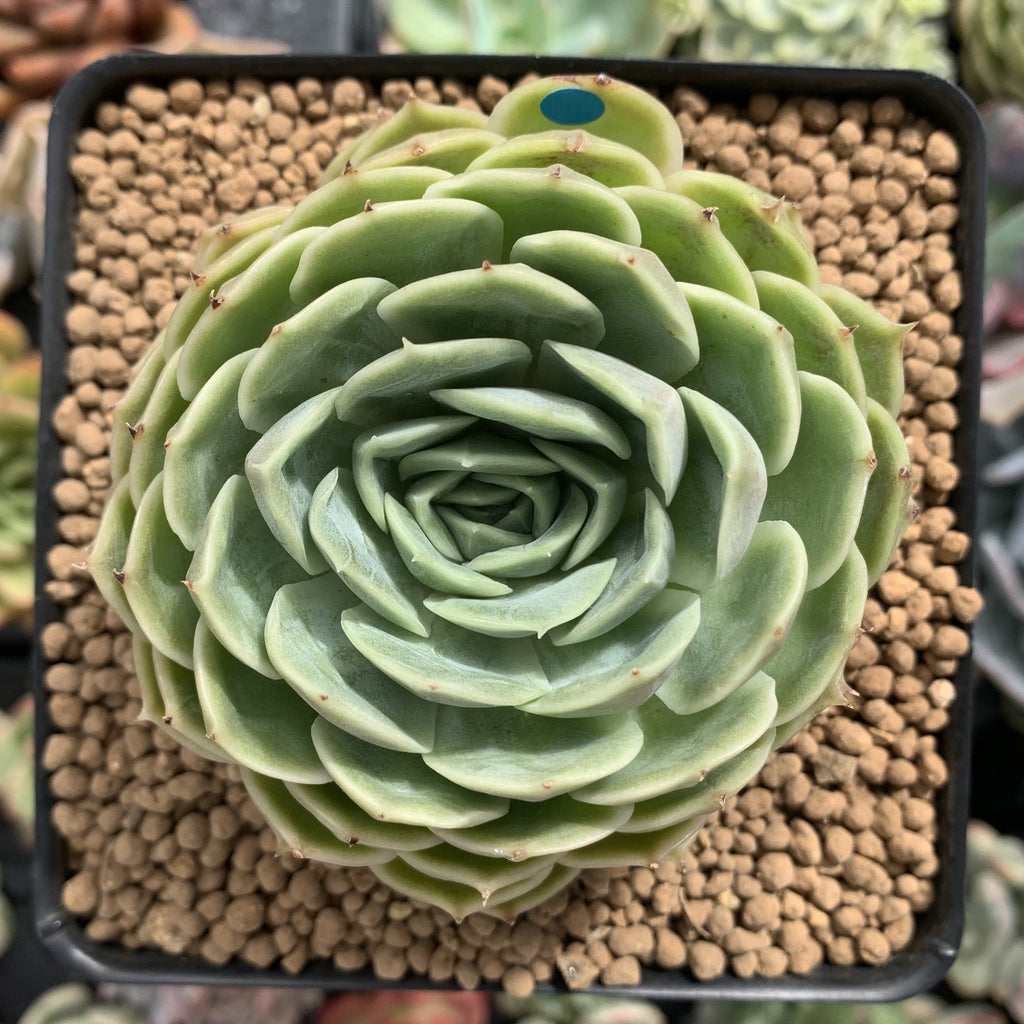 onslow succulent Echeveria 'Onslow' 3