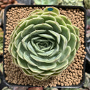 Echeveria 'Onslow' 3" Succulent Plant