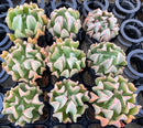 Echeveria 'Black Hawk' 2" *Set of 9* Succulent Plants