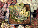 Echeveria 'Pulidonis' Variegated 2" Succulent Plant