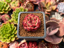 Echeveria Agavoides 'Tim' 1" Succulent Plant