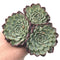 Echeveria ‘Sarahime’ Triple Headed Cluster 3”-4" Rare Succulent Plant