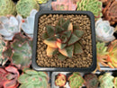 Echeveria 'Monocerotis' Variegated 2" Succulent Plant