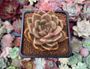 Echeveria Agavoides 'Latale' 2" Succulent Plant