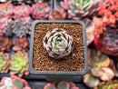 Echeveria 'Presca'' 1" Succulent Plant