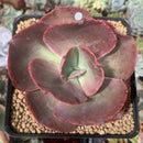 Echeveria 'Big Red' Hybrid 3" Succulent Plant