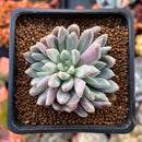 Echeveria 'Hamilton' 2" Cluster New Hybrid Succulent Plant