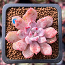 Echeveria 'Devolution' 1" New Hybrid Succulent Plant