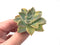 Echeveria 'Harry Watson' Variegated 2” Rare Succulent Plant