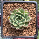 Echeveria 'Primavera' 1"-2" Succulent Plant