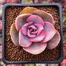 Echeveria 'Rainbow' Variegated 1" Succulent Plant