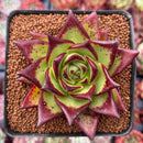 Echeveria Agavoides 'Lipstick' 3" Succulent Plant