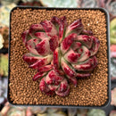 Echeveria Agavoides 'Quanzar' 2"-3" Cluster Succulent Plant