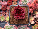 Echeveria Agavoides 'Red Plum' 1"-2" Succulent Plant