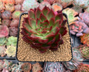 Echeveria Agavoides sp. 3” Succulent Plant