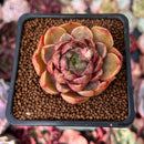 Echeveria 'Lucidium Roman' 2" Succulent Plant