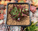 Echeveria Agavoides 'Lipstick' 2" Cluster Succulent Plant