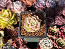 Echeveria 'Malgan' 1" Succulent Plant