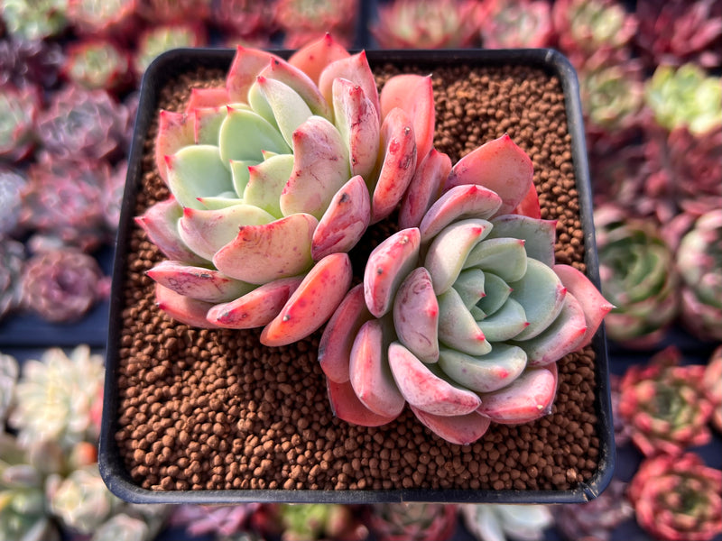green succulent usps Echeveria 'Salmon' 3" Cluster Succulent Plant – True Succulents Plant Co