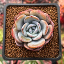 Echeveria 'Icy Purple' 2" Succulent Plant