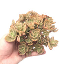 Echeveria 'Silk Veil' Crested Cluster Large 7" Succulent Plant