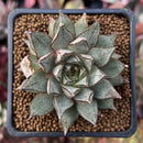 Echeveria 'Purpusorum' White Form 2" *Cutting* Succulent Plant