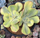 Echeveria 'Enfant' Variegated 4" Cluster Succulent Plant