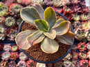Echeveria 'Fimbriata' Variegated AKA 'Fasciculata' 3" Succulent Plant