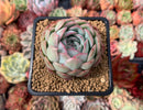 Echeveria 'Straberry Ice' 2" Succulent Plant