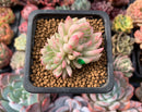 Echeveria 'Mebina' Variegated 1" Small Succulent Plant