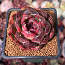 Echeveria Hybrid sp. 2" Air Magic Hybrid Succulent Plant
