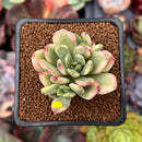Echeveria 'Minibelle' Variegated 2" Succulent Plant