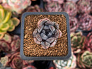 Echeveria 'Black Raccoon' 1" Succulent Plant