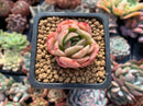 Echeveria Agavoides 'Raja' 1" Small Succulent Plant