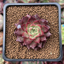 Echeveria 'Shani' 1" Succulent Plant