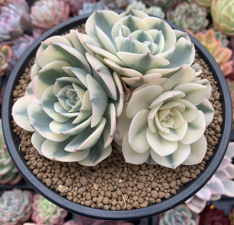 carousel succulent Echeveria 'Compton Carousel' Variegated 5" Large Cluster Succulent Pla –  True Succulents Plant Co