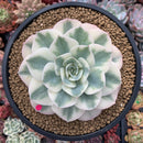 Echeveria 'Compton Caoursel' Variegated 4""-5 Succulent Plant