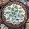 Echeveria 'Compton Caoursel' Variegated 4""-5 Succulent Plant