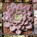 Echeveria 'Cindy' 2"-3" Succulent Plant