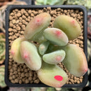 dr cornelius succulent Pachyphytum 'Doctor Cornelius' 2" Succulent Plant – True Succulents Plant Co