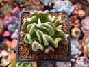 Echeveria 'Black Hawk' 2" Succulent Plant