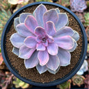 Echeveria 'Perle von Nurnberg' Variegated 3"-4" Succulent Plant
