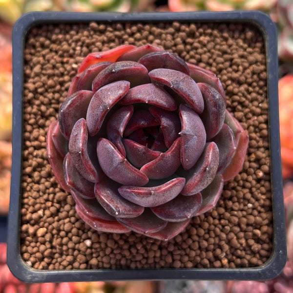 Echeveria 'Graphite' 1
