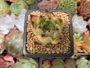 Echeveria Agavoides 'Kingway' 1" Succulent Plant