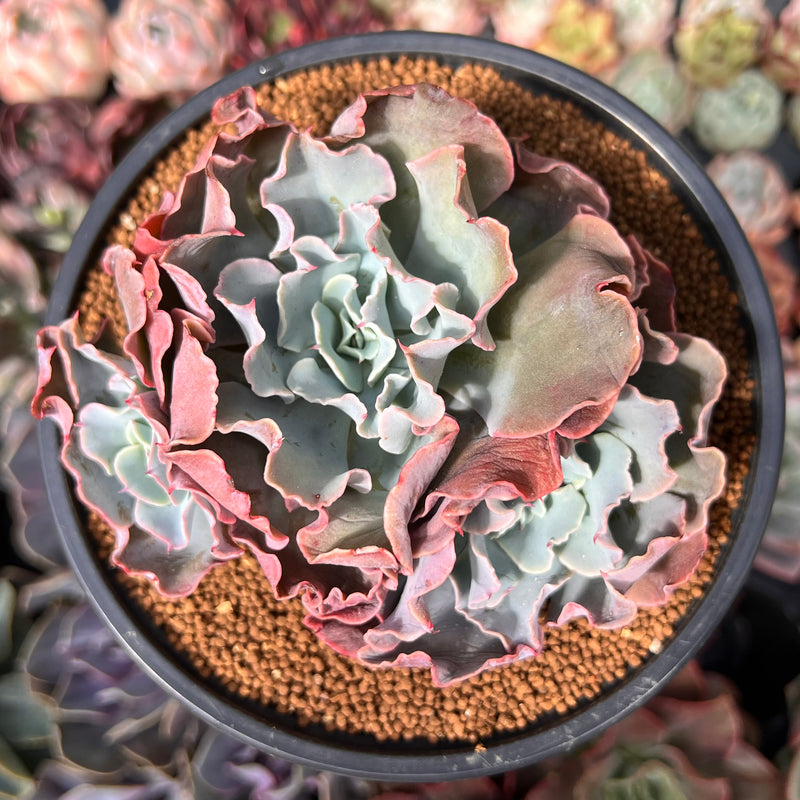 succulents australia sales Echeveria 'Camisole' 3" Cluster Succulent Plant