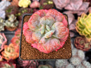 Echeveria 'Hearts Delight' 3" Succulent Plant