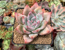 Echeveria 'Colorata' 3" Powdery Succulent Plant