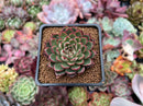 Echeveria Agavoides 'Red Bow' 2" Succulent Plant